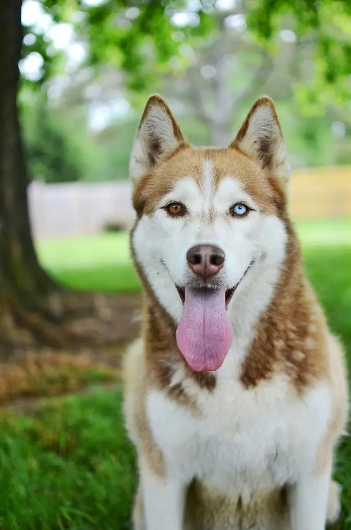 adult brown and white Siberian husky